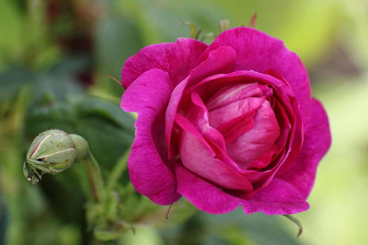 A close up horizontal image of the deep pink bloom of Rosa 'Amadis' pictured on a soft focus background.