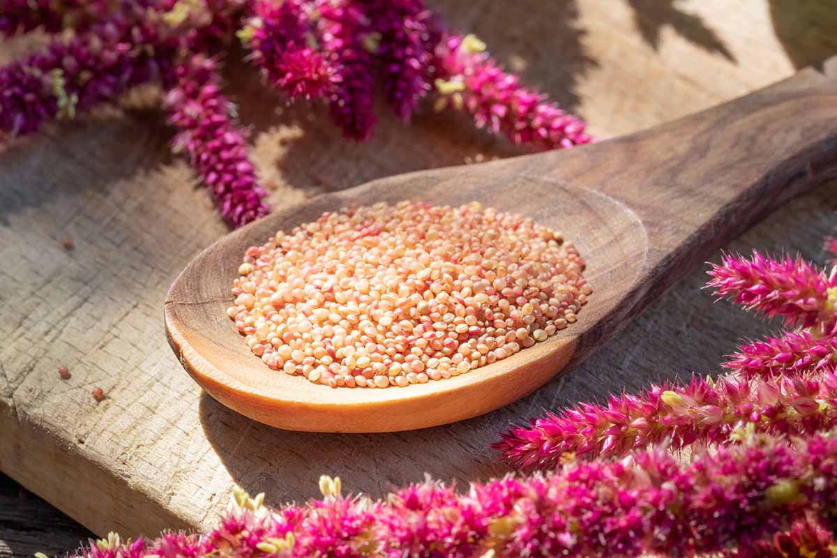 A close up horizontal image of a wooden spoon filled with Amaranthus caudatus seeds set on a wooden cutting board.