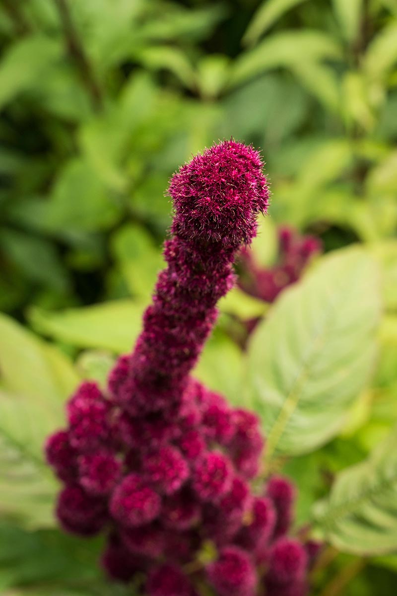 A close up vertical image of Amaranthus caudatus 'Fat Spike' pictured on a soft focus background.