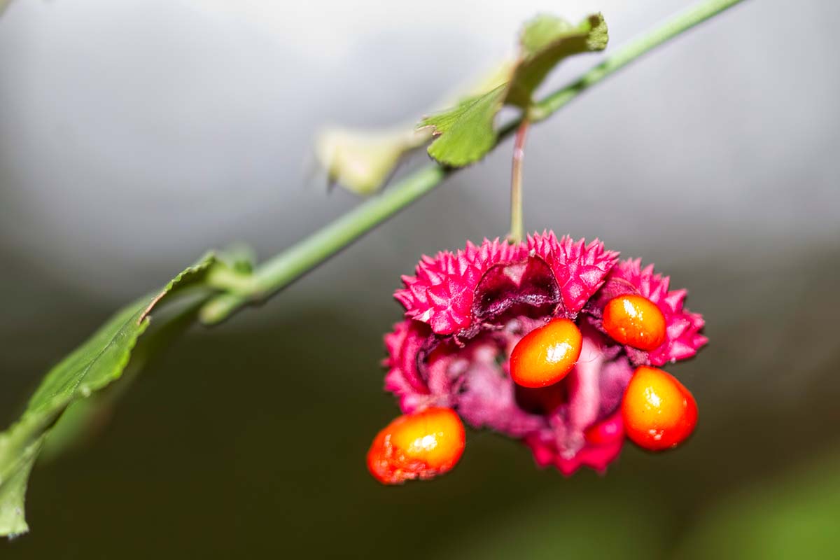 A close up horizontal image of the pink fruit and orange seeds of American euonymus pictured on a soft focus background.