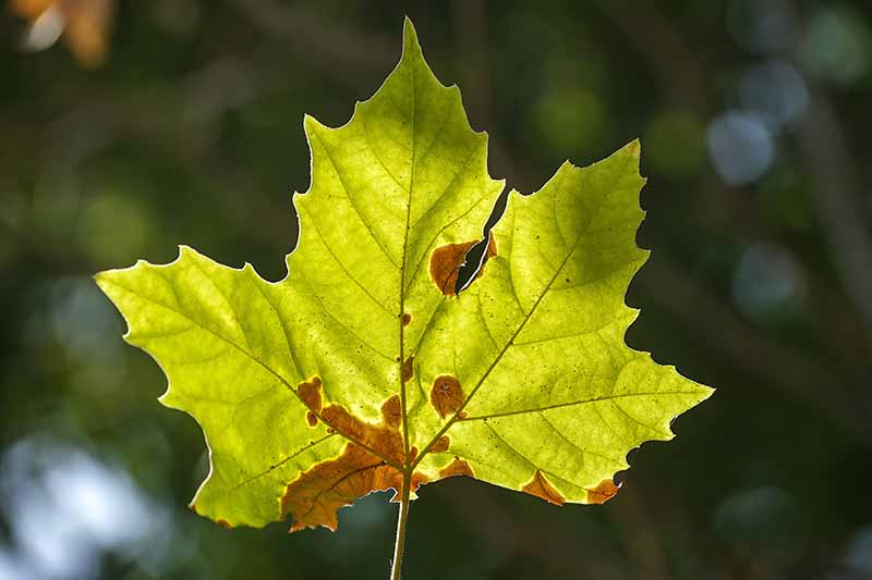 A close up horizontal image of a maple leaf infected with anthracnose pictured on a soft focus background.