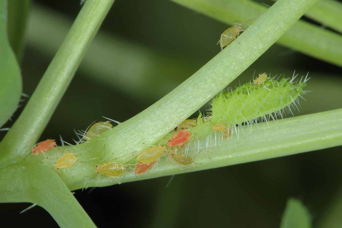 A close up horizontal image of green peach aphids infesting the stem of a plant.