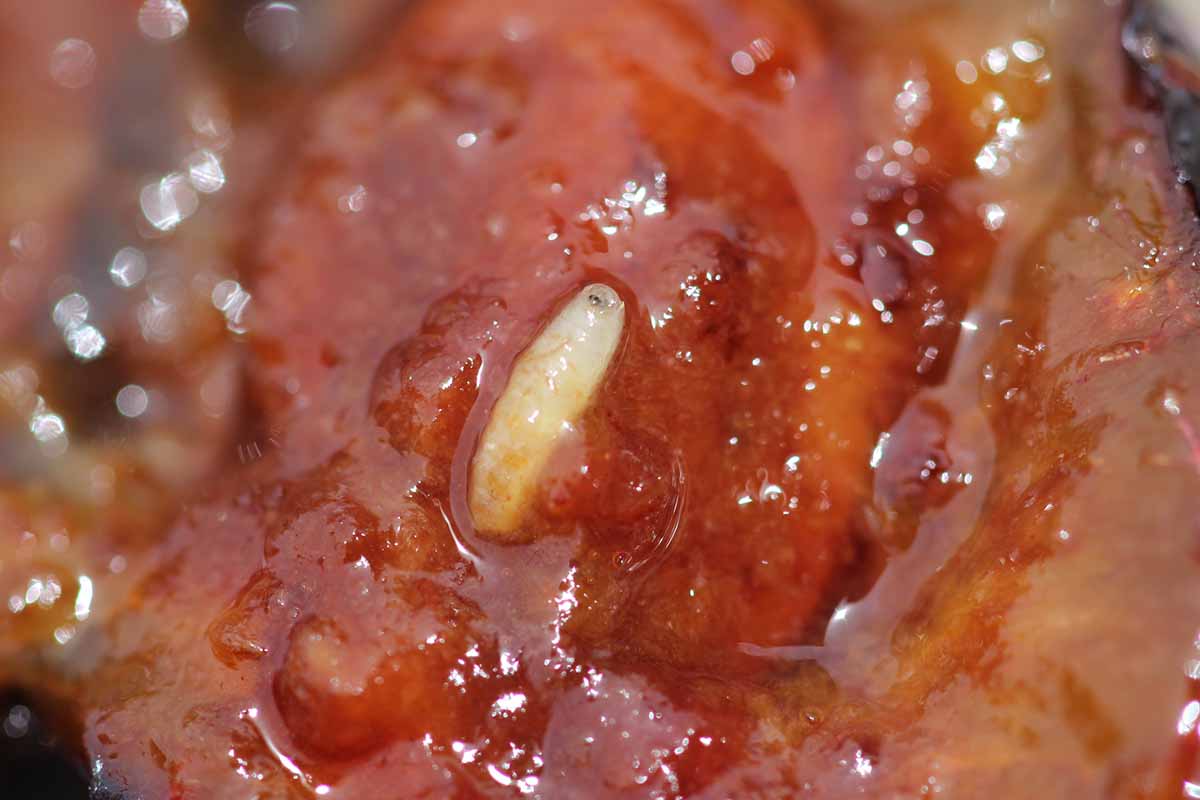 A close up horizontal image of an apple maggot infesting a rotten fruit.