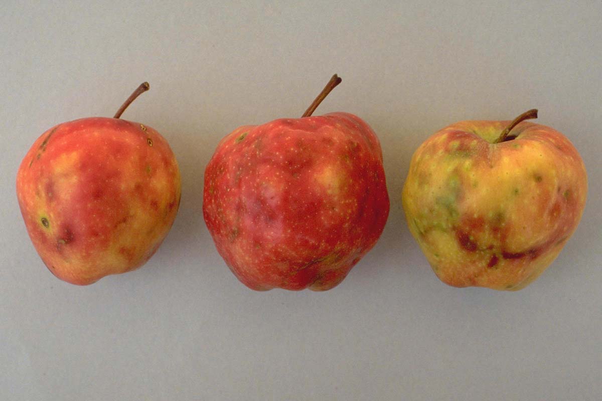 A close up horizontal image of three apples showing signs of infestation by Rhagoletis pomonella larvae.