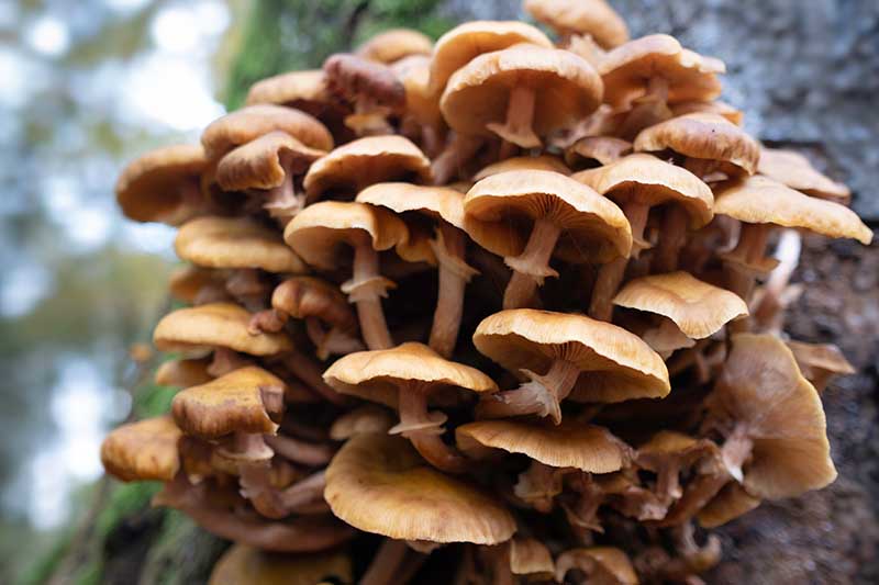 A close up horizontal image of Armillaria (honey) fungi growing on a tree.