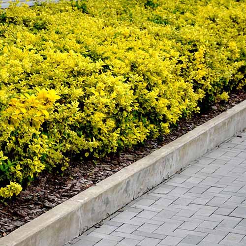 A close up square image of Euonymus 'Aureomarginatus' growing next to a concrete pathway.