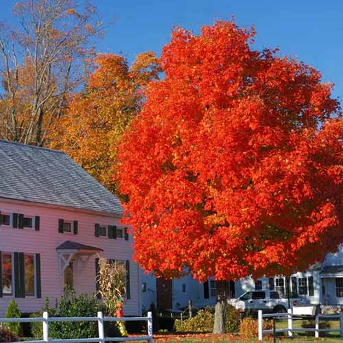 A square image of a large 'Autumn Blaze' tree growing outside a residence.