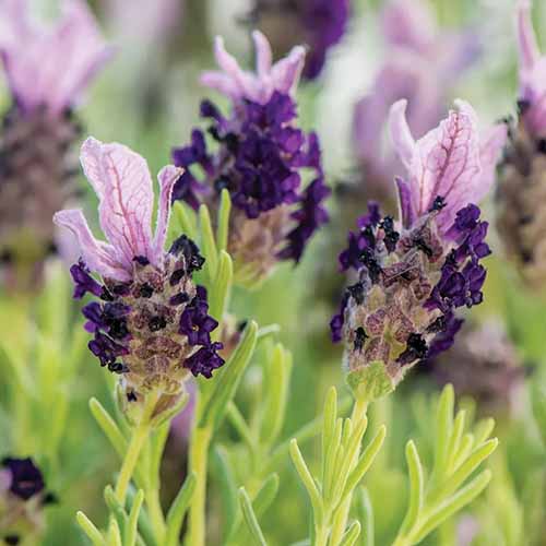 A close up square image of 'Bandera Purple' lavender flowers pictured on a soft focus background.