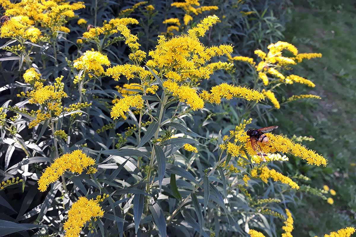 A close up horizontal image of a bee feeding on gray goldenrod growing in a garden border.