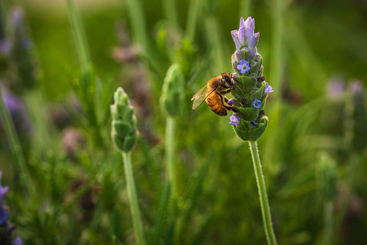 A close up horizontal image of a bee feeding from a Lavandula dentata flower pictured on a soft focus background.