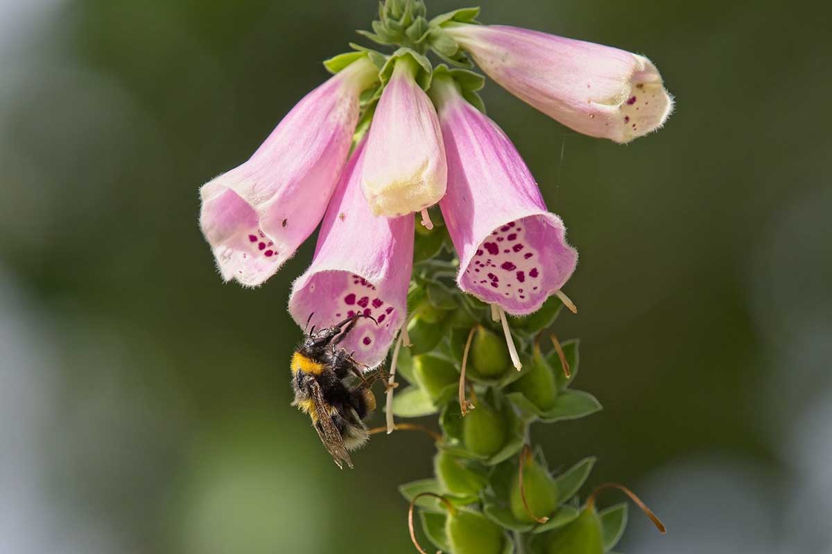 A close up horizontal image of pink foxglove flowers with bee feeding, pictured on a soft focus background.