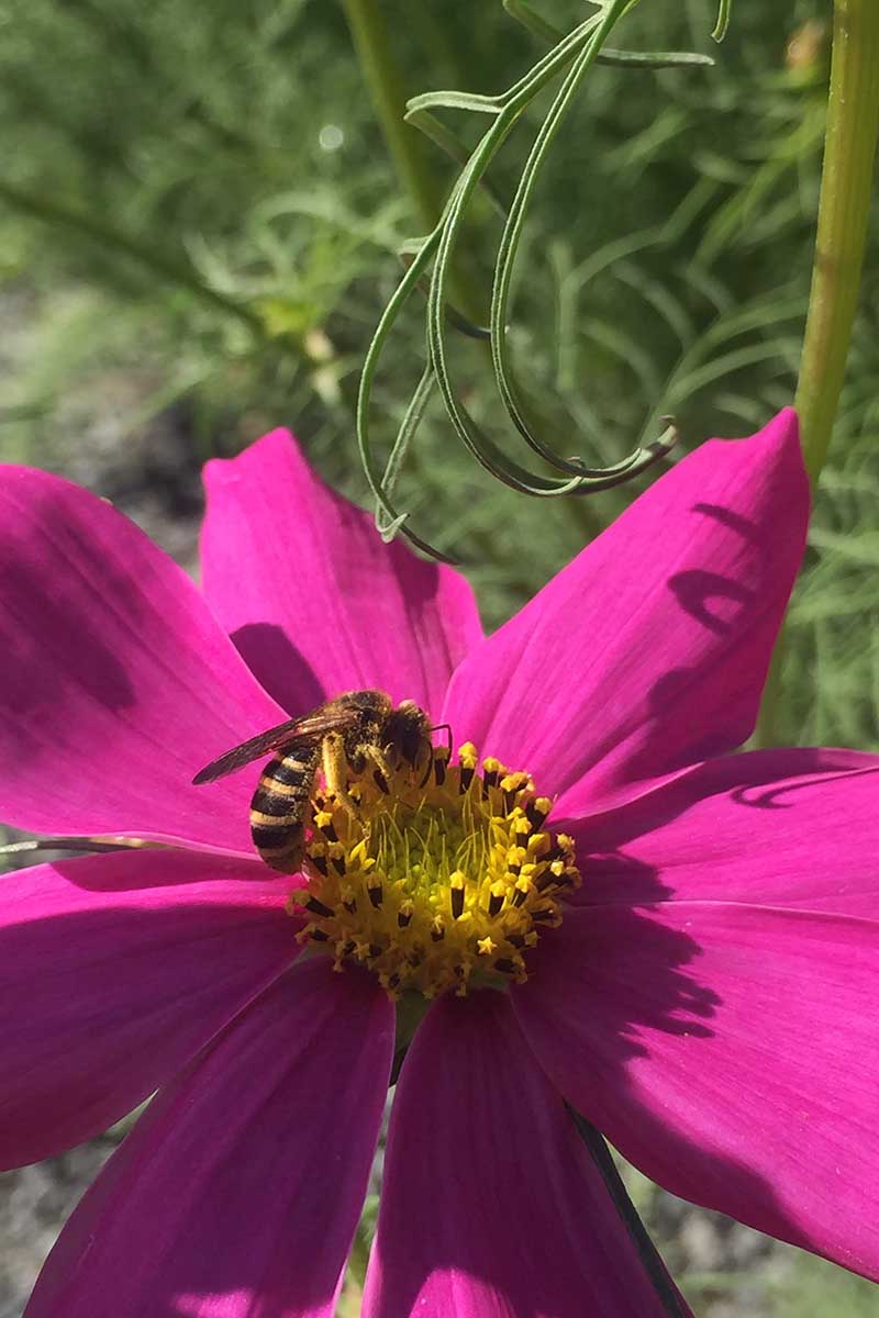 A close up vertical image of a bee pollinating a pink wildflower pictured in bright sunshine on a soft focus background.