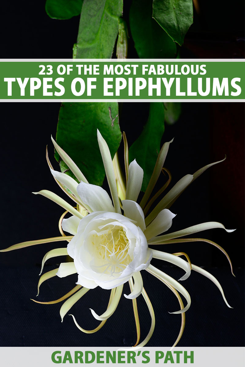 A close up vertical image of a queen of the night epiphyllum flower pictured on a dark background. To the top and bottom of the frame is green and white printed text.