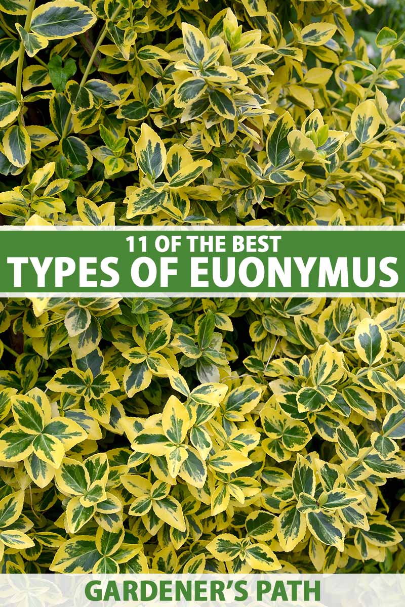 11 types of euonymus: choosing the best plants for your garden