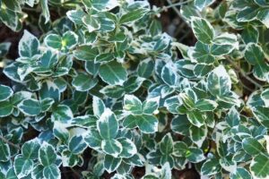 A close up horizontal image of green and white variegated foliage of Euonymus growing in the garden.