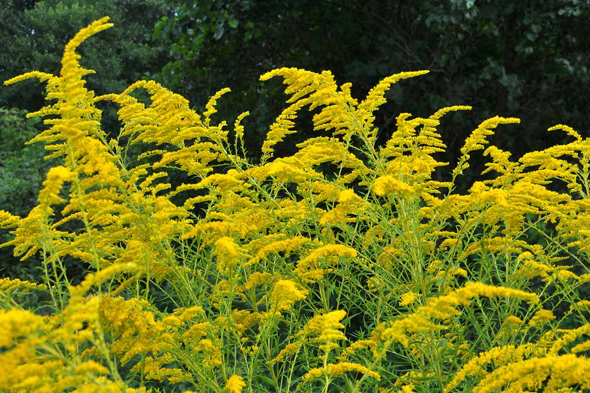 A close up horizontal image of goldenrod growing in a wildflower meadow.