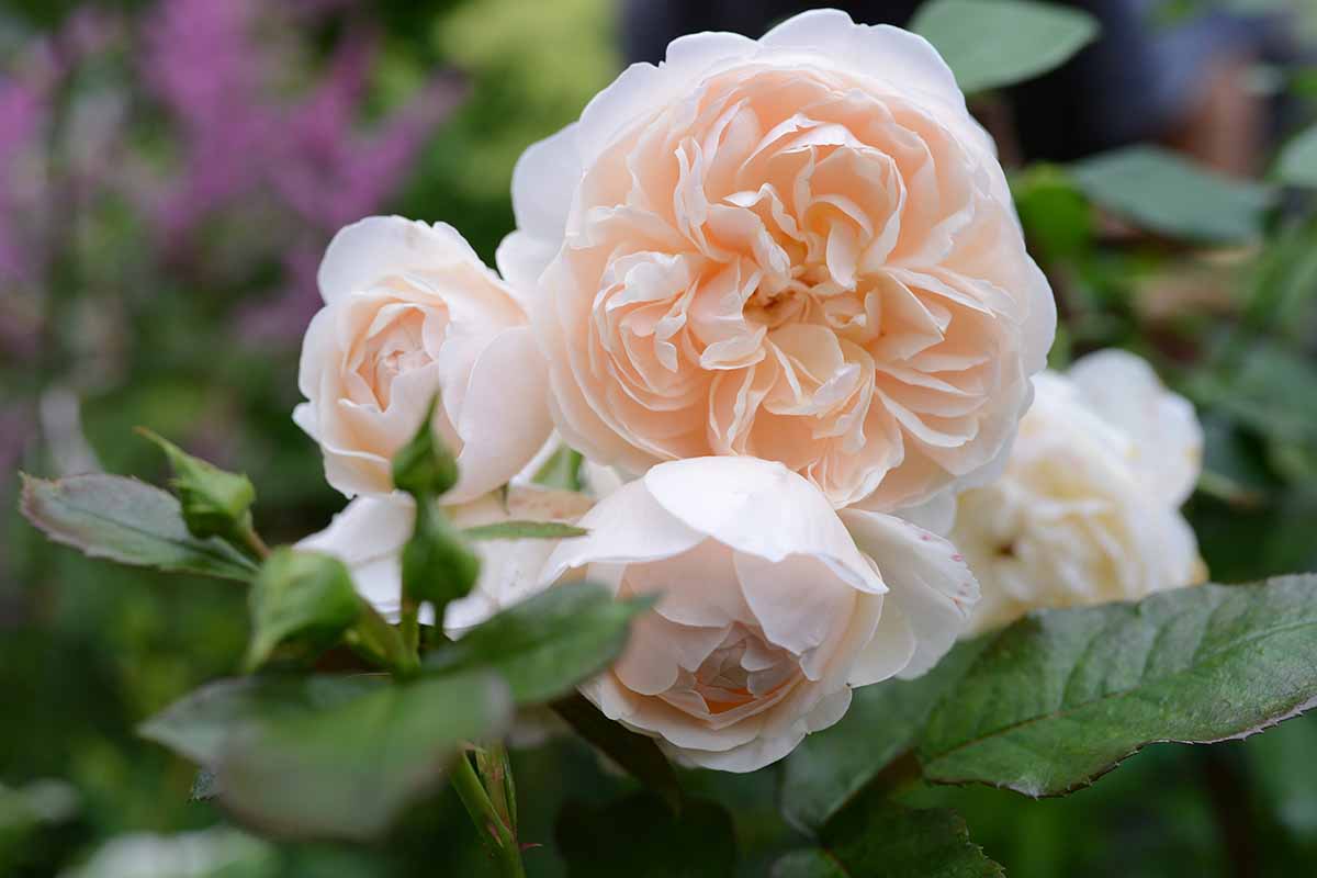 A close up horizontal image of beautiful cream-colored thornless roses pictured on a soft focus background.