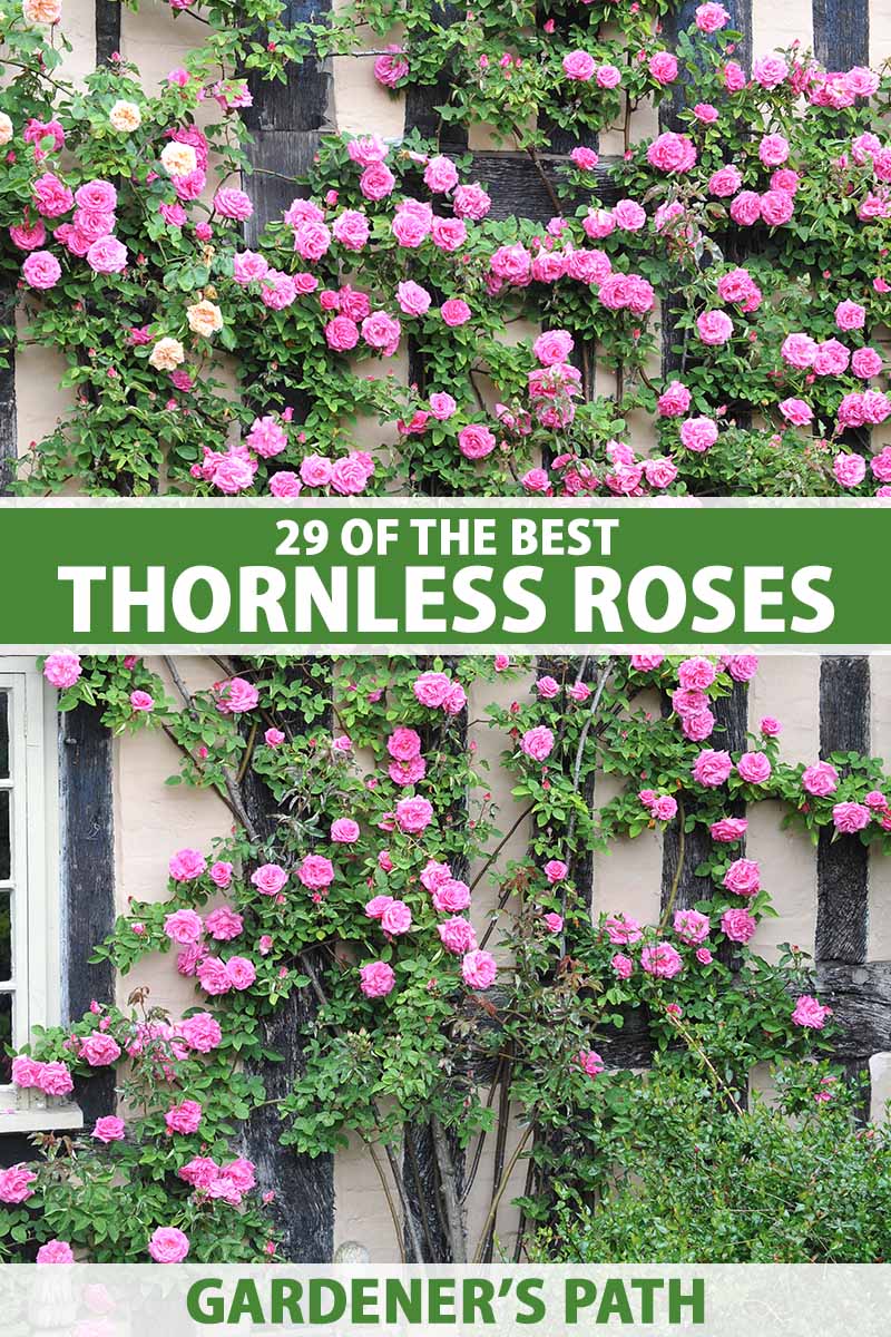 A vertical image of pink climbing roses growing on the outside of a residence. To the center and bottom of the frame is green and white printed text.