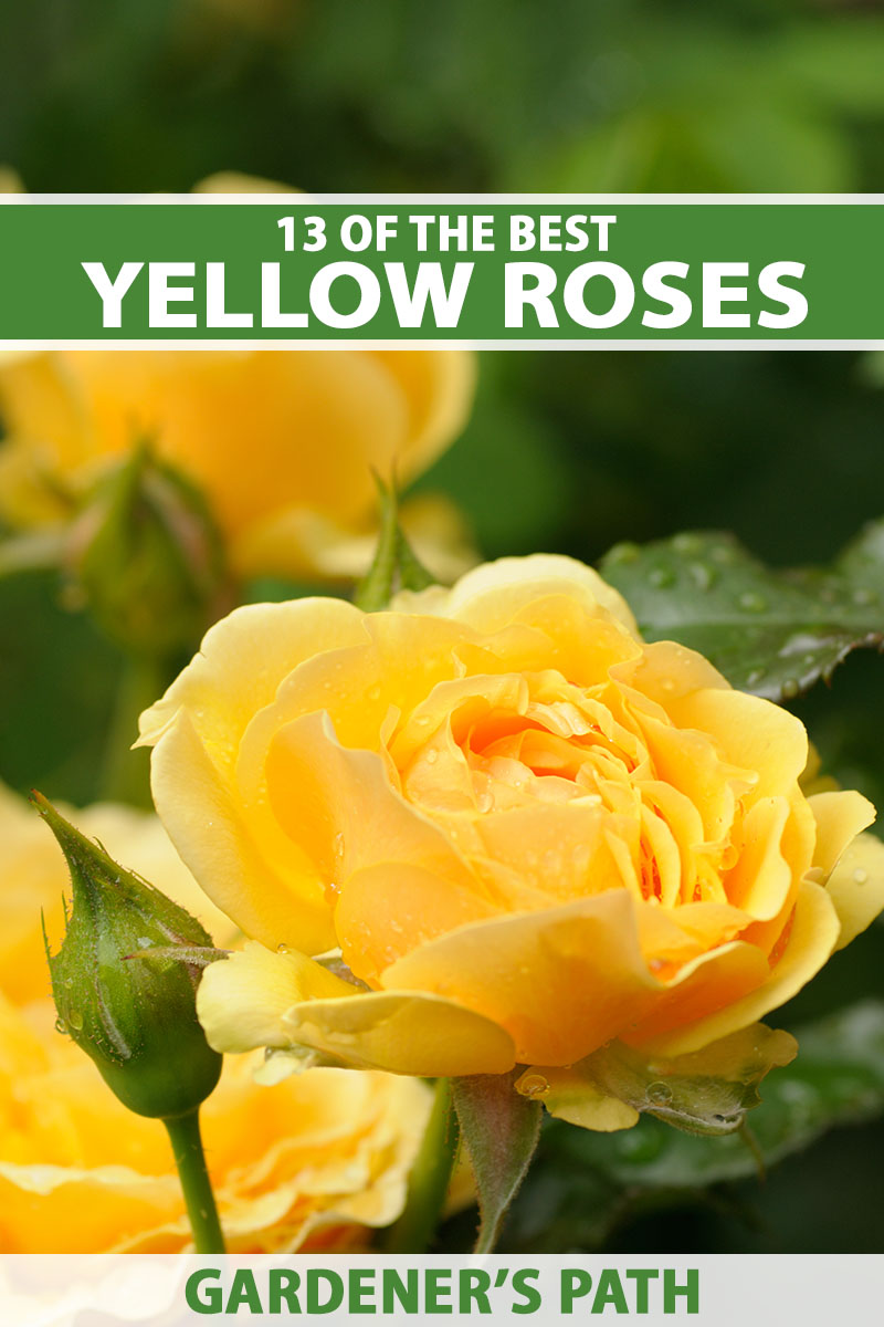A close up vertical image of yellow roses growing in the garden pictured on a green soft focus background. To the top and bottom of the frame is green and white printed text.