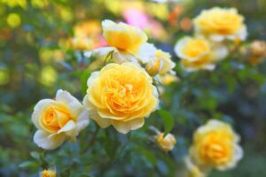 A close up horizontal image of yellow roses growing in the garden pictured on a soft focus background.