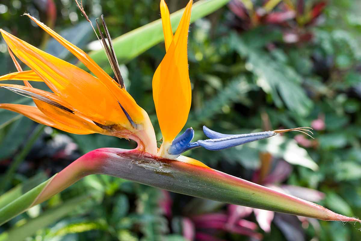 A close up horizontal image of a bird of paradise flower growing in the garden pictured on a soft focus background.