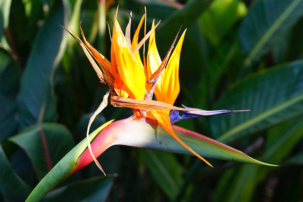 A close up horizontal image of a bird of paradise flower in bright sunshine pictured on a soft focus background.