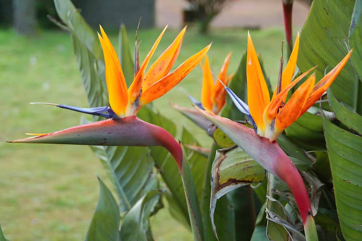 A close up horizontal image of two bird of paradise flowers growing in the garden with a lawn in soft focus in the background.