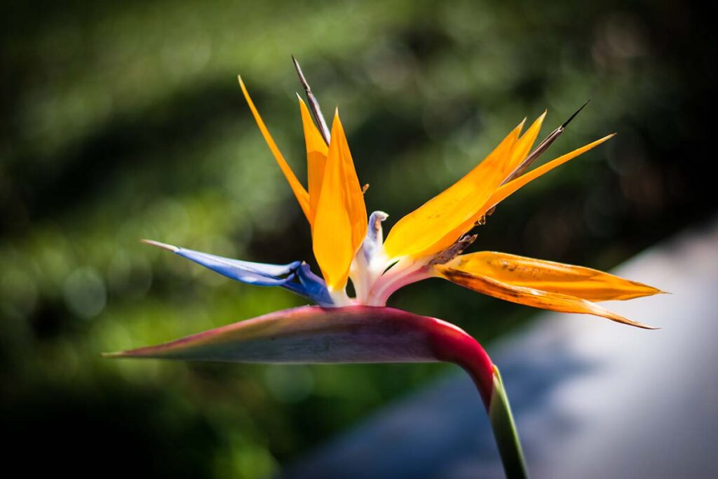 How to Identify and Control Bird of Paradise Pests | Gardener’s Path