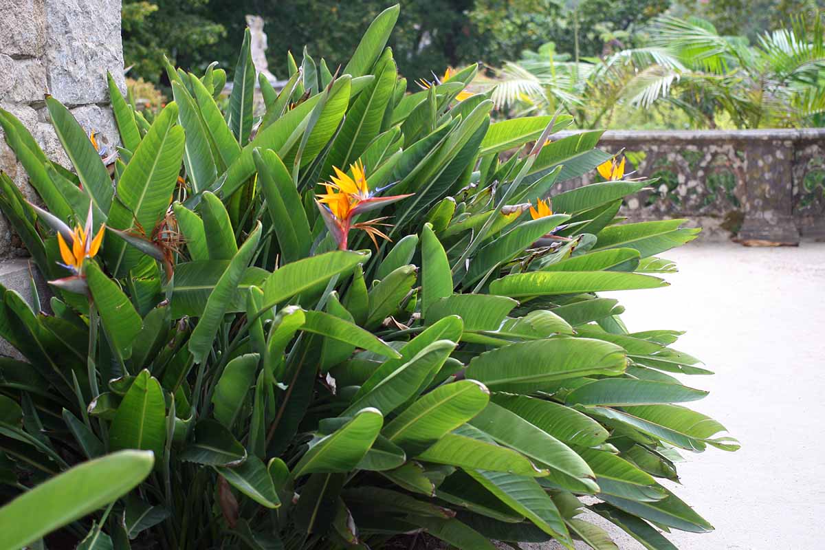 A horizontal image of bird of paradise (Strelitzia reginae) plants growing in a border outside a stone residence.