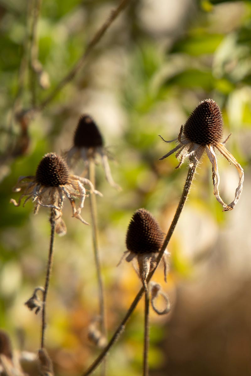 A close up vertical image of dried seed cones of black-eyed Susan flowers pictured in light autumn sunshine on a soft focus background.