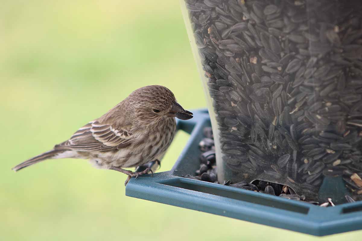 A female finch perched on the rim of a dark green bird feeder filled with black oil sunflower seeds pictured on a soft focus background.
