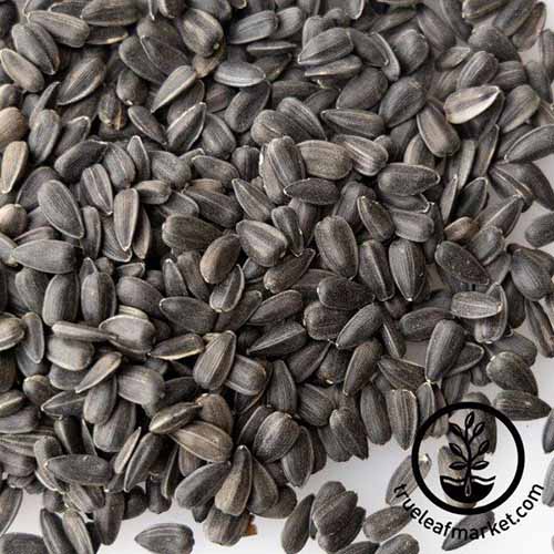 A close up square image of black oil sunflower seeds pictured on a white surface. To the bottom right of the frame is a black circular logo with text.