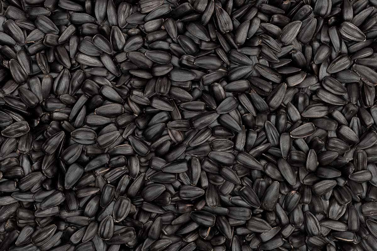 A close up horizontal image of a large quantity of black sunflower seeds.