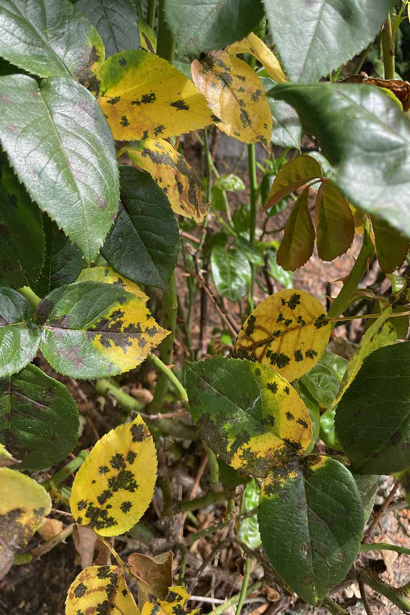 A close up vertical image of rose foliage infected with black spot.