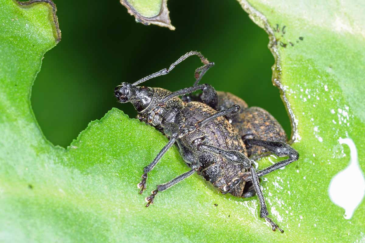 A close up horizontal image of a black vine weevil munching away on the edges of a leaf.