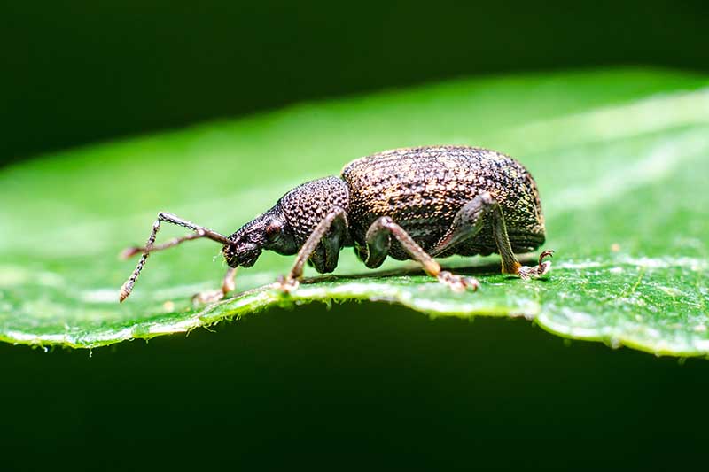 A close up horizontal image of a black vine beetle on a green leaf.