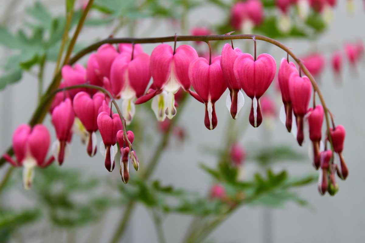 A close up horizontal image of a stem of deep pink bleeding hearts flowers pictured on a soft focus background.