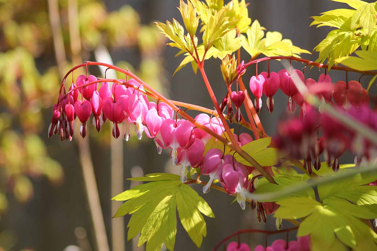 A close up horizontal image of a beautiful bleeding hearts plant in full bloom pictured in light filtered sunshine on a soft focus background.