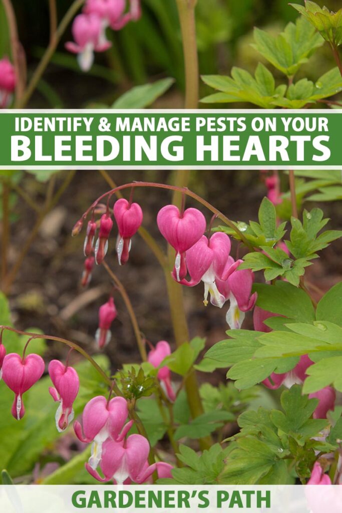 Identify and Control 7 Common Bleeding Heart Pests | Gardener’s Path