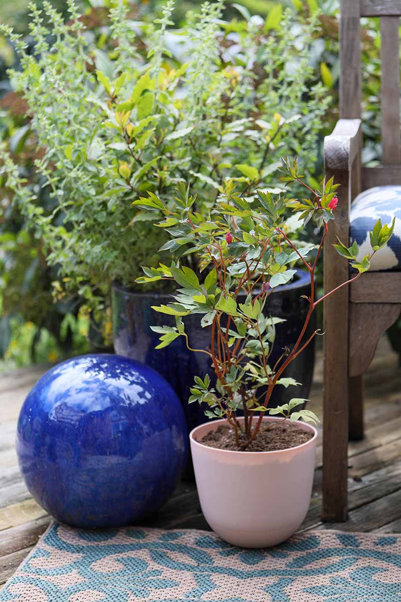 A close up vertical image of a bleeding heart plant (Lamprocapnos spectabilis) growing in a plastic pot on a wooden deck beside a decorative blue globe.
