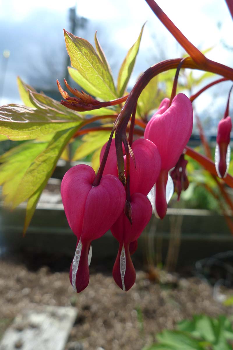 A close up vertical image of a flowering bleeding hearts plant growing on a balcony.