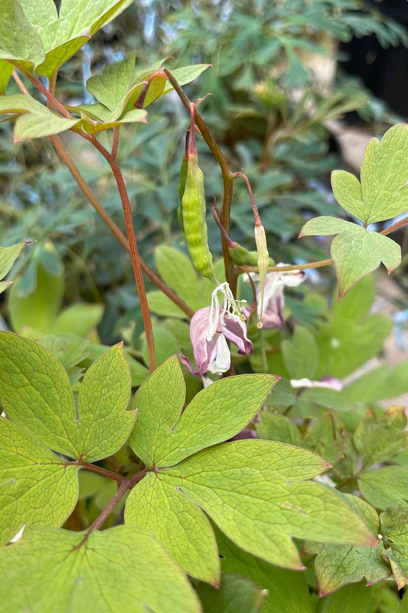 A close up vertical image of a bleeding heart plant with spent flowers and small seed pods, pictured on a soft focus background.