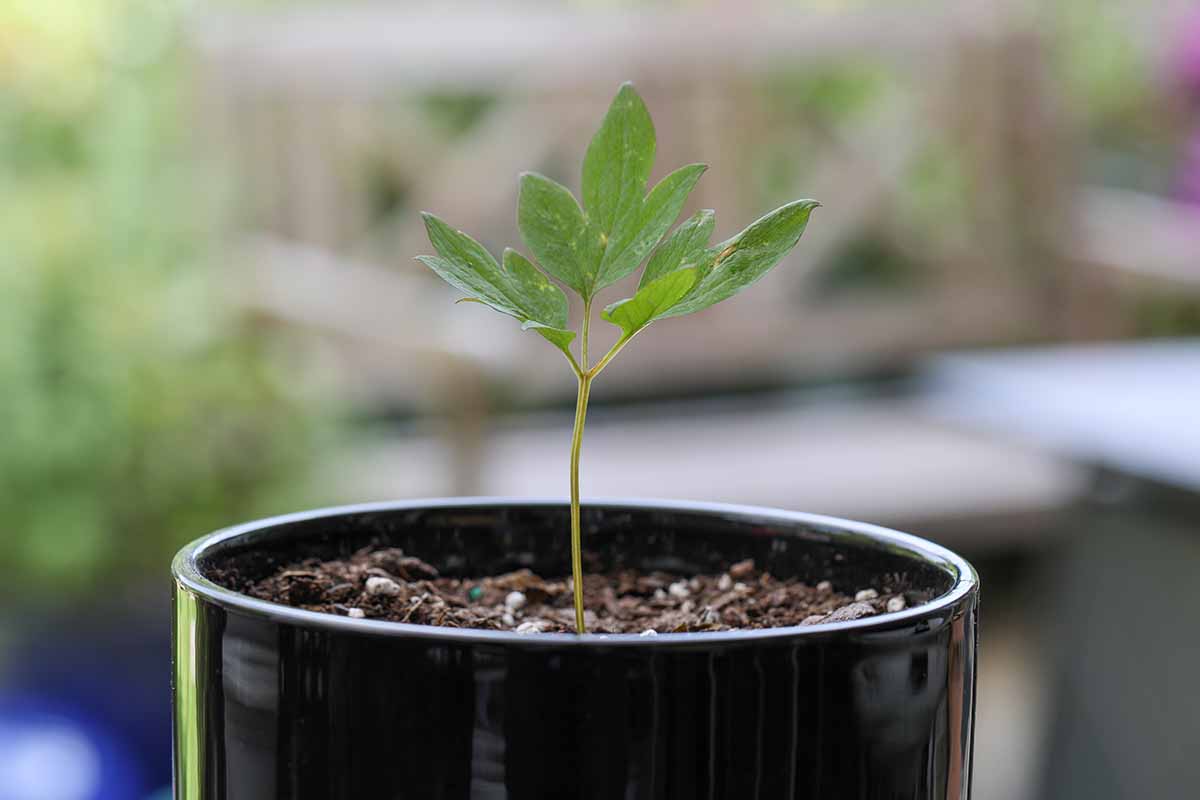 A close up horizontal image of a small stem cutting planted in a black ceramic pot pictured on a soft focus background.