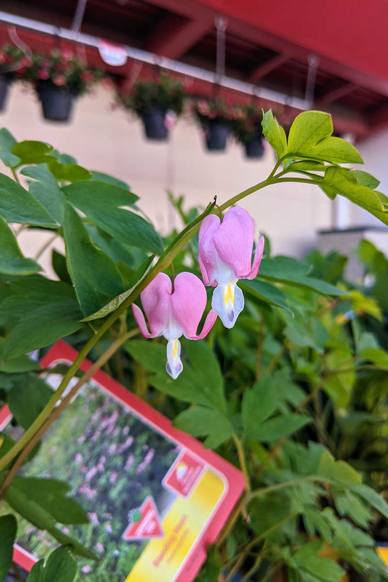 A vertical image of pink Lamprocapnos spectabilis growing in pots at a garden nursery.