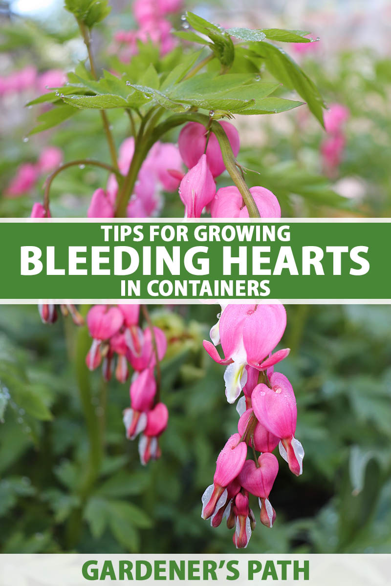A close up vertical image of pink bleeding hearts flowers growing in the garden pictured on a soft focus background. To the center and bottom of the frame is green and white printed text.