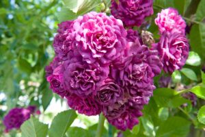 29 Roses with Few or No Thorns for Your Garden | Gardener’s Path