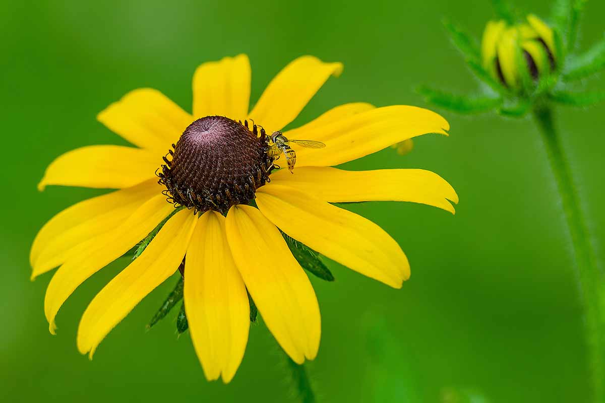 A close up horizontal image of a hoverfly feeding from a black-eyed Susan flower pictured on a green soft focus background.