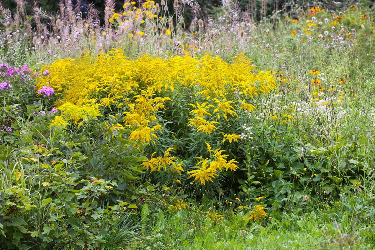 A close up horizontal image of goldenrod growing in a mixed wildflower planting.