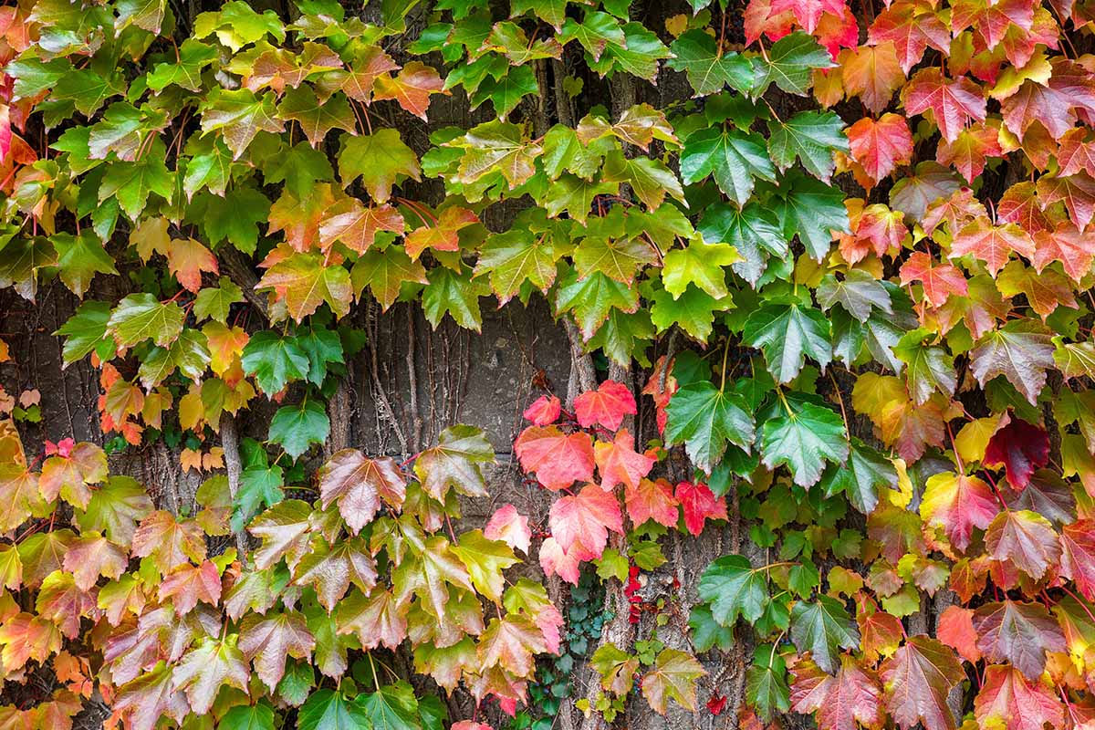 A close up horizontal image of colorful Boston ivy (Parthenocissus tricuspidata) adorning a stone wall.
