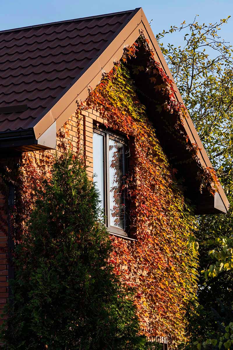 A vertical image of a brick home covered in red and gold Boston ivy (Parthenocissus tricuspidata) pictured on a blue sky background.